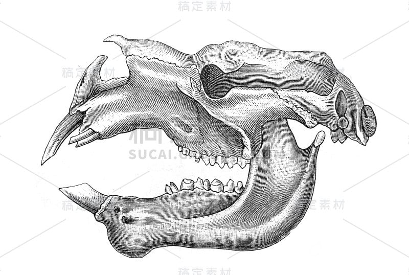 双protodon的头骨在旧书迈耶斯辞典，第4卷，1897年，莱比锡