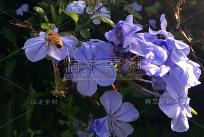 蜜蜂