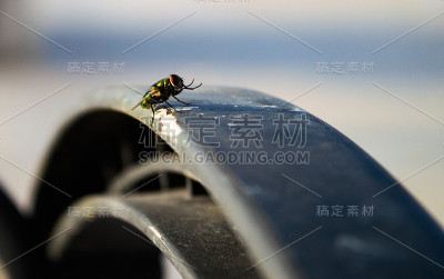 飞