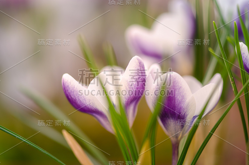 藏红花特写微距摄影与浅景深的领域