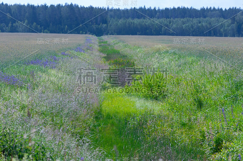 风铃花在白天的乡村田野