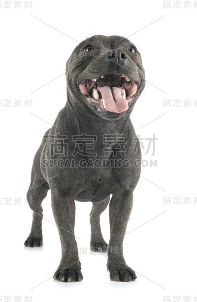 斯塔福郡斗牛梗