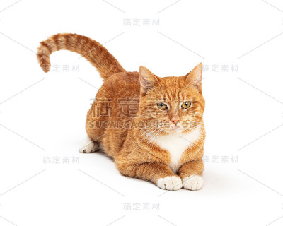 橙色和白色虎斑猫