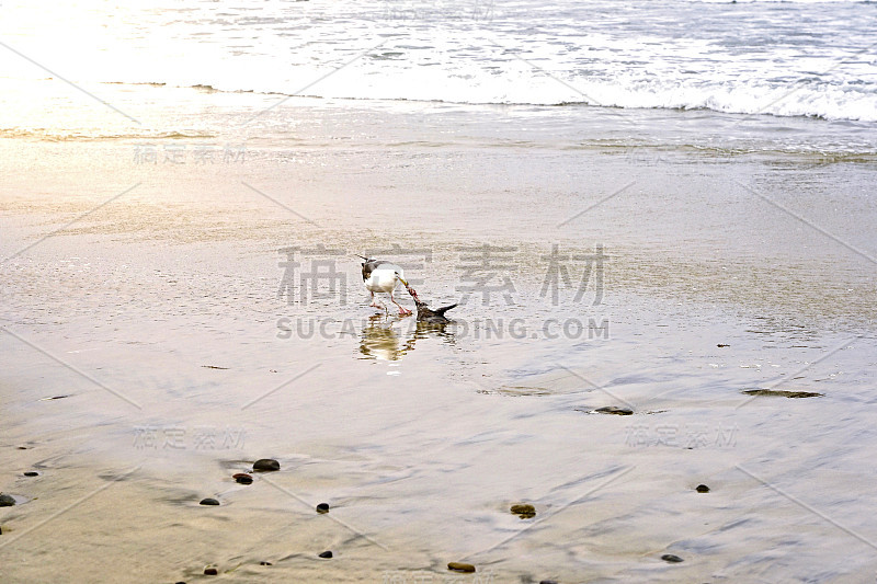 海鸥在吃死鸟