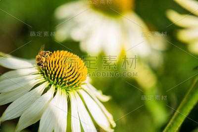 花朵特写