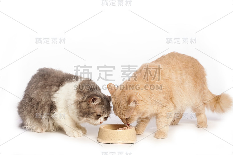 猫吃