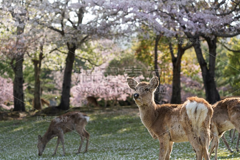 日本奈良的鹿和樱花