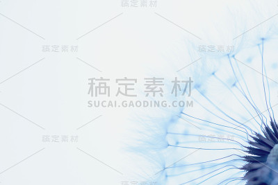 白色的蒲公英在蓝色的背景。宏。软焦点