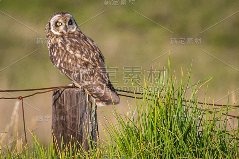 夏威夷短耳猫头鹰(又名Pueo)