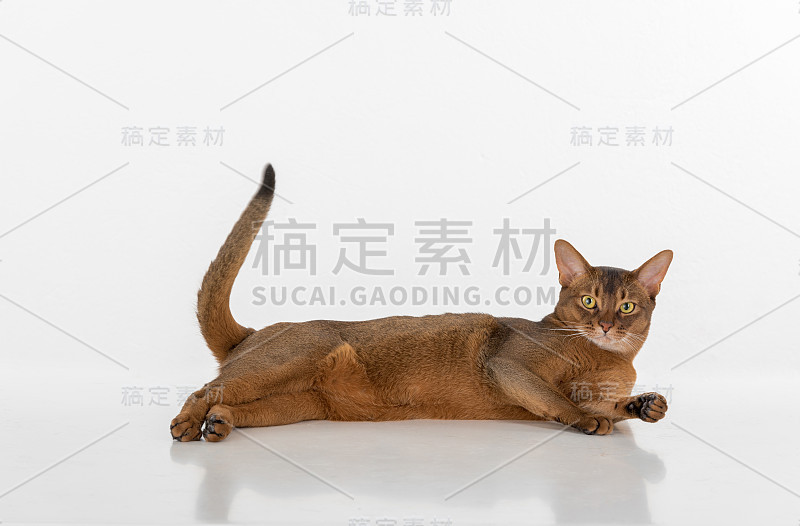 白底上的阿比西尼亚猫。