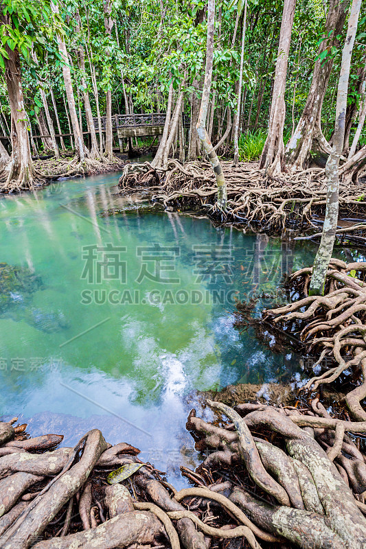 热带树根或红树沼泽森林和流动的水。