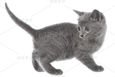 小小猫玩