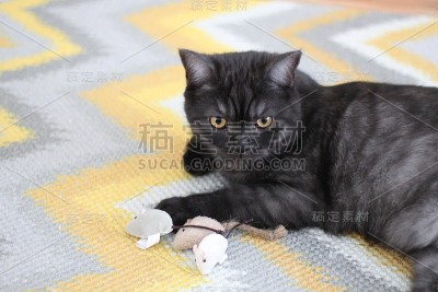 英国灰猫和老鼠