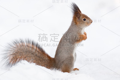 雪中的松鼠