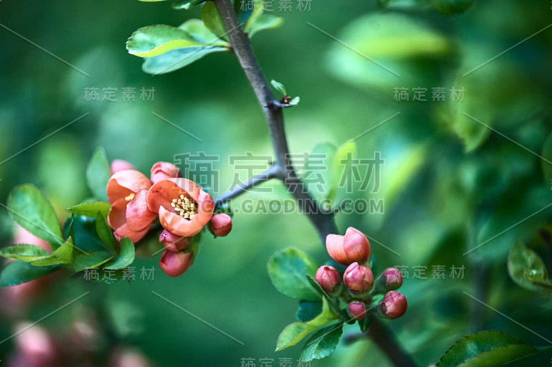 神秘的，艺术的照片的苹果树的花。粉红色的花和芽，绿色的叶子