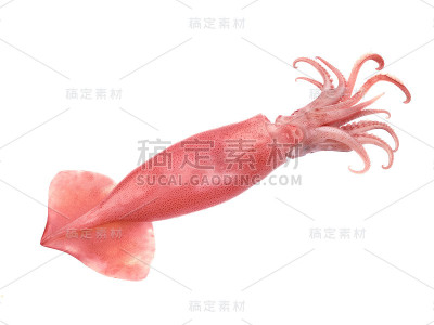 新鲜鱿鱼孤立在白色背景