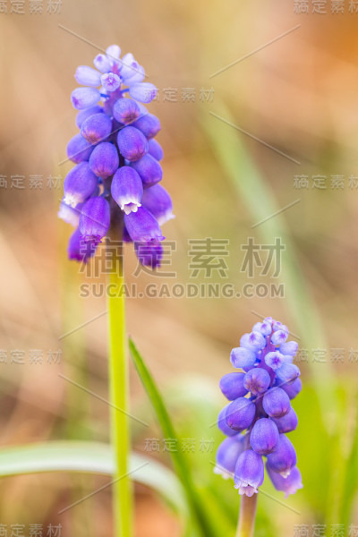 Muscari