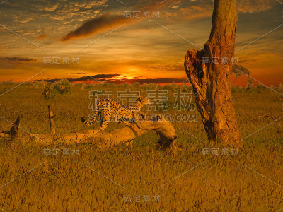 察沃东部和察沃西部国家公园的豹