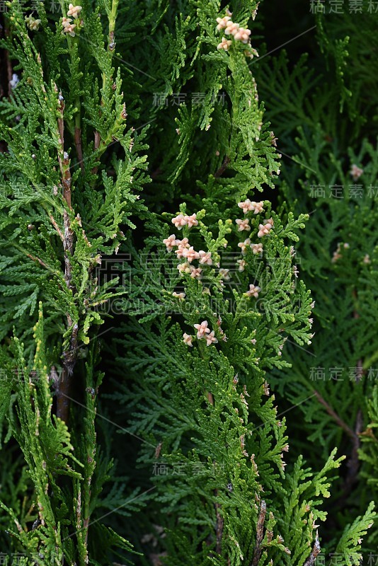 侧柏属植物(侧柏属)雄花