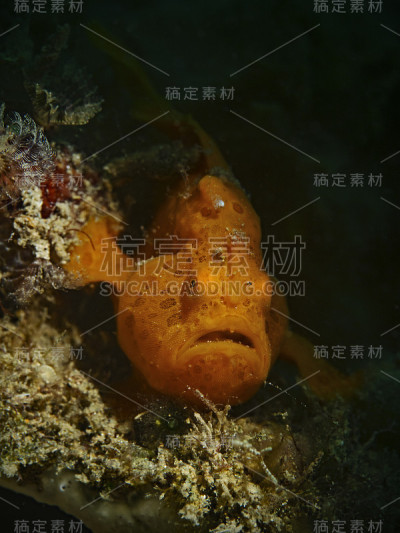 彩绘蛙宝宝、扁纹琵琶鱼宝宝(画眉触角)