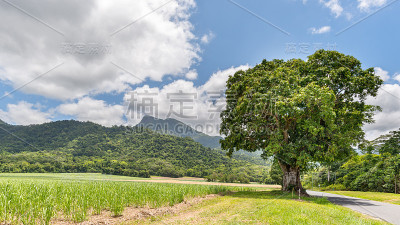 Manjal Dimbi (Demi山)，糖狗，芒果树，Mossman Gorg