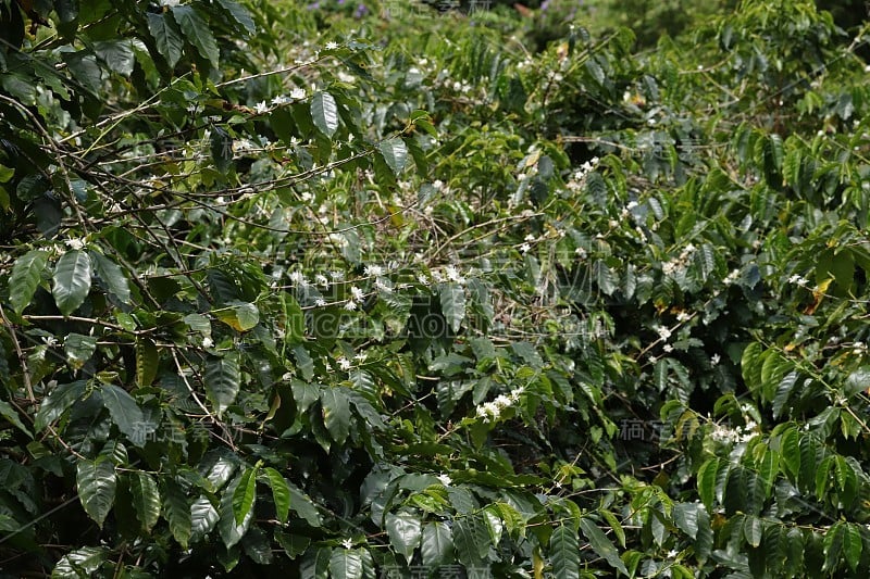 开花咖啡树，毛里求斯，印度洋，非洲