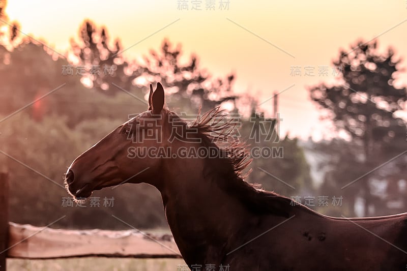 日出时草原上疾驰的骏马