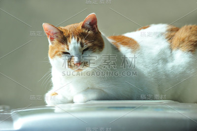 打瞌睡的猫
