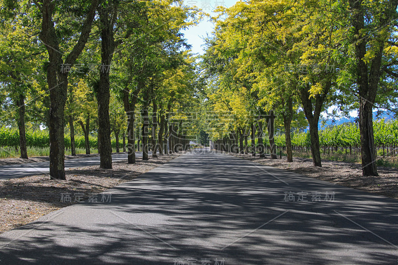 长植树的道路