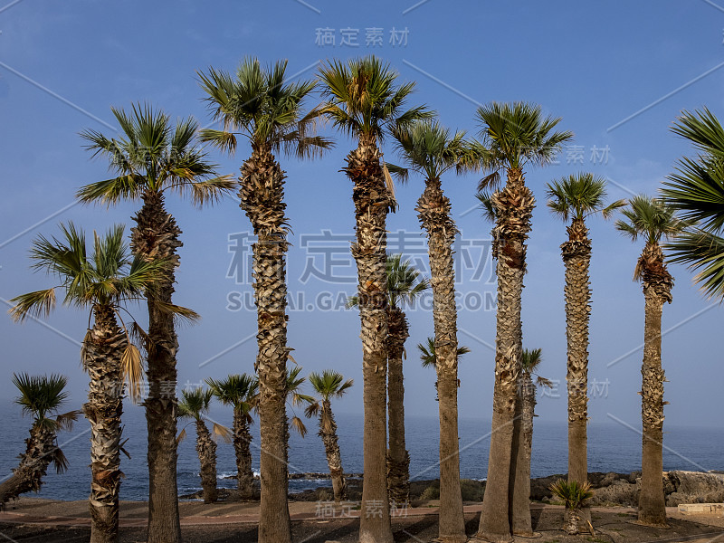 西班牙特内里费岛Alcala Tenerife海滨长廊上的棕榈树