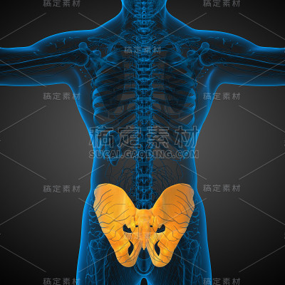 骨盆骨的3D医学插图