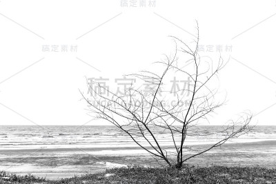 枯树的树枝
