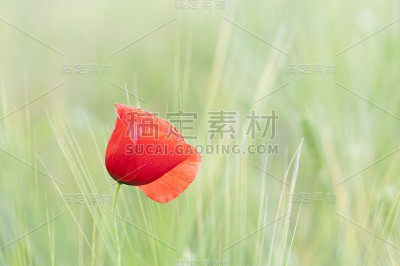镜头聚焦在玉米地里盛开的红色罂粟花上