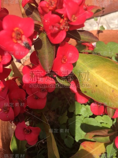 花自然叶色