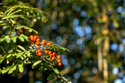 山梣野树。