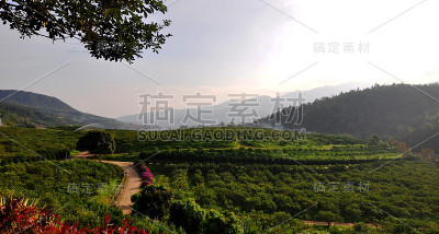 橙色的农场