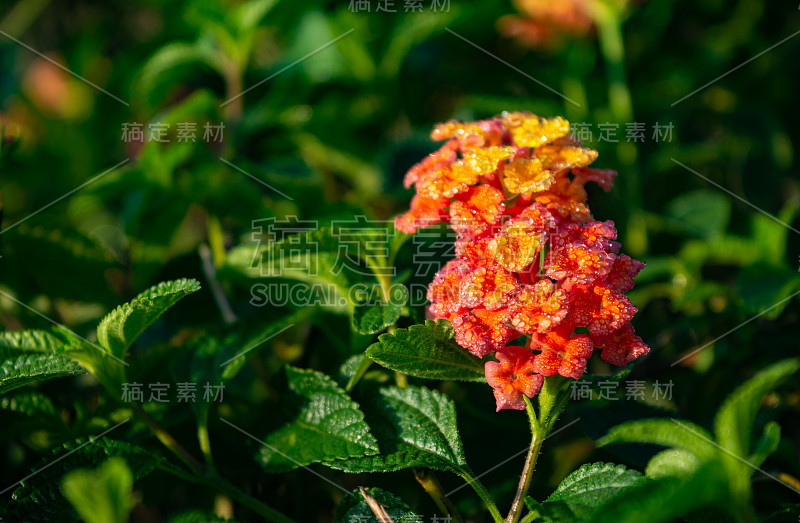 马鞭草科的一种多色花