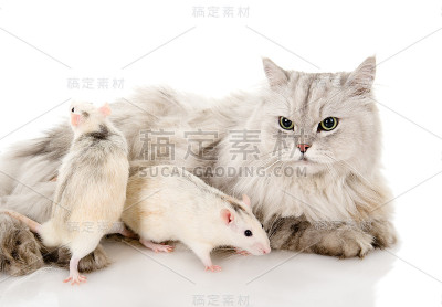 猫捉老鼠。