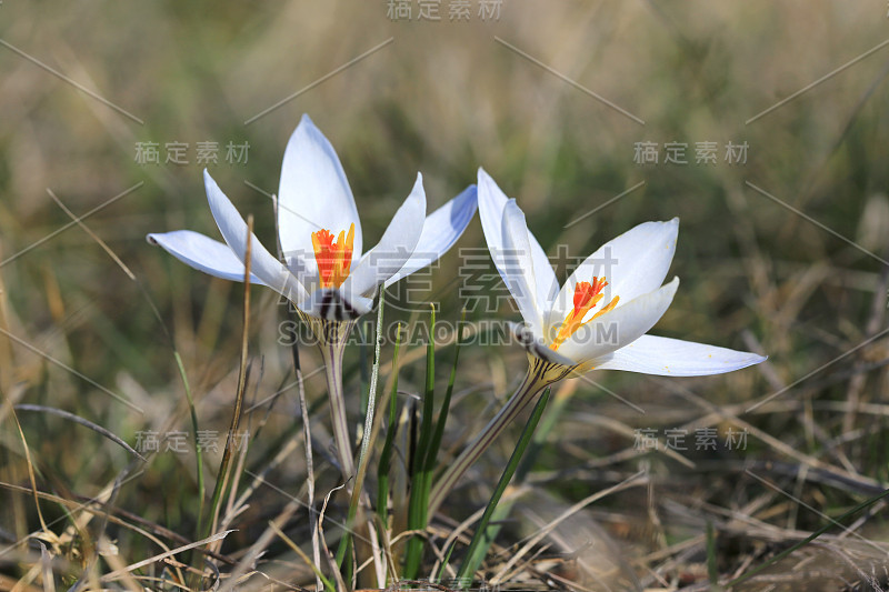 春天草地上的野生番红花