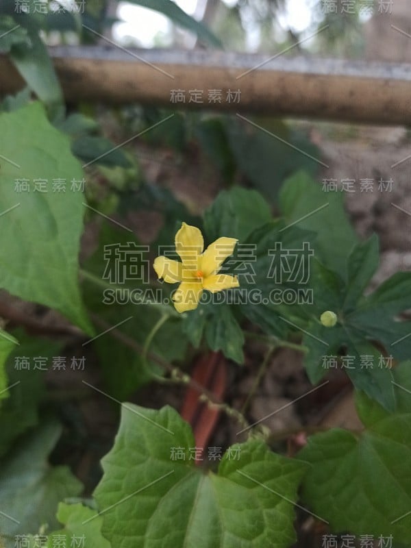 这些花多漂亮啊。孟加拉国的花朵