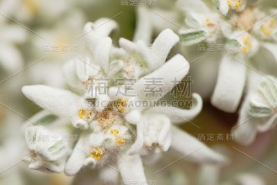 一个白色雪绒花(leontopodium alpinum)花的特写
