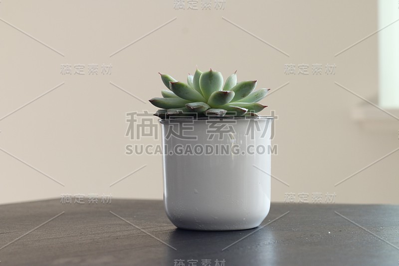 cute succulent in a coffee mug