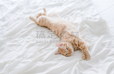 虎斑猫躺在床上