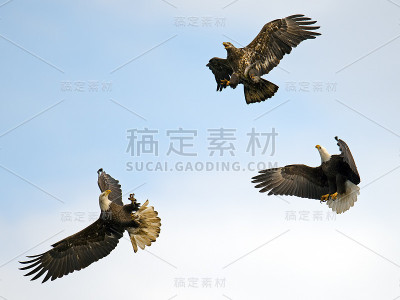 秃鹰的战斗