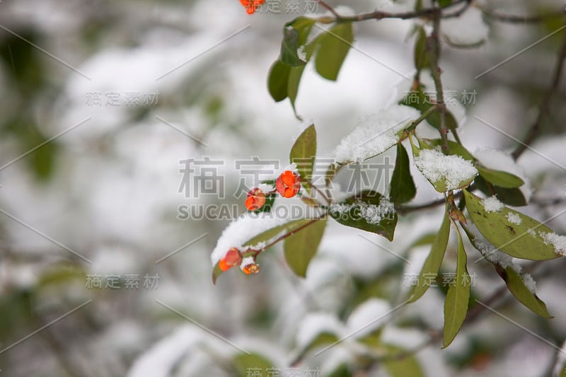 纺锤树，果实，雪