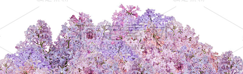 淡紫色葱郁的紫丁香花条纹