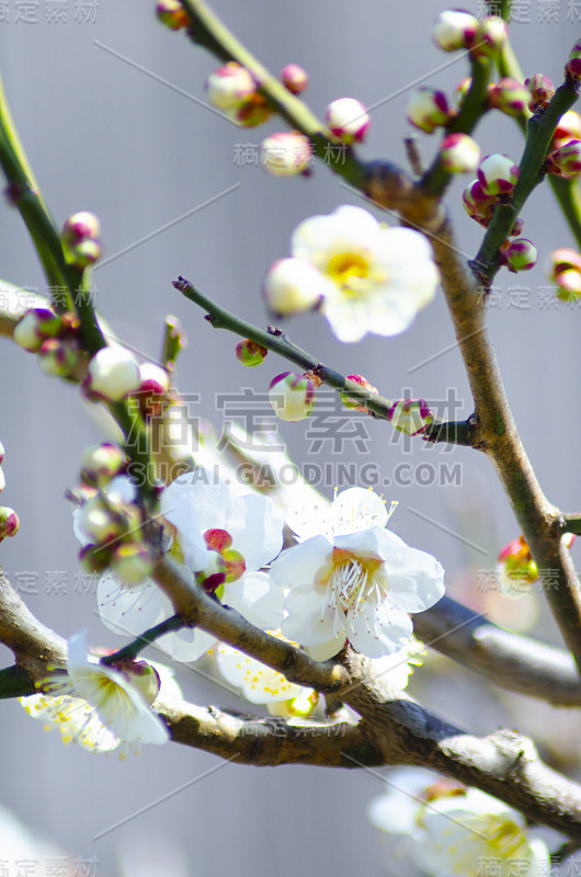 美丽的日本梅花在春天盛开