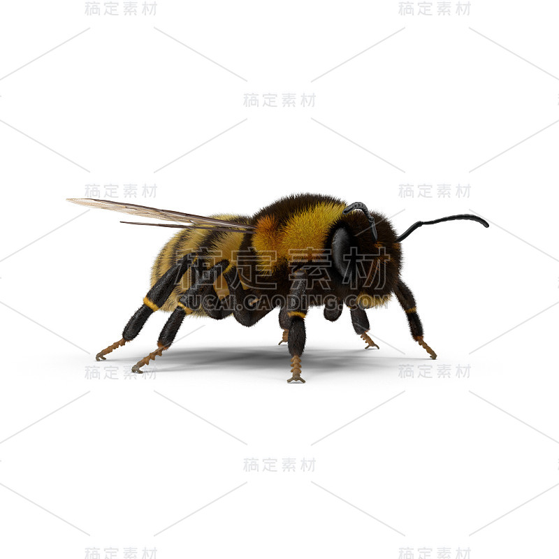 蜜蜂