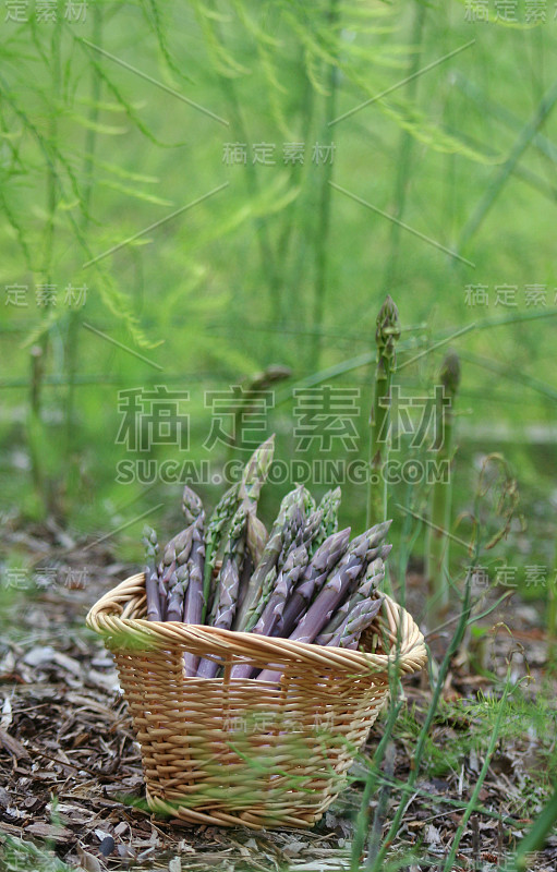 有机紫绿芦笋花园