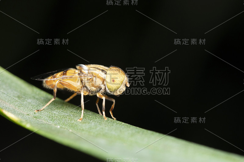 印度马哈拉施特拉邦，浦那，巨头雀，斑点眼食蚜蝇